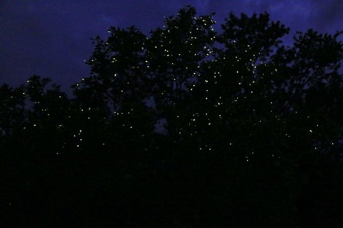 Bohol Firefly Watching (Private) - Why the Abatan River works so well at night