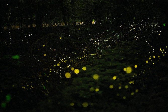 Bohol Firefly Watching (Private) - Is $100 good value?