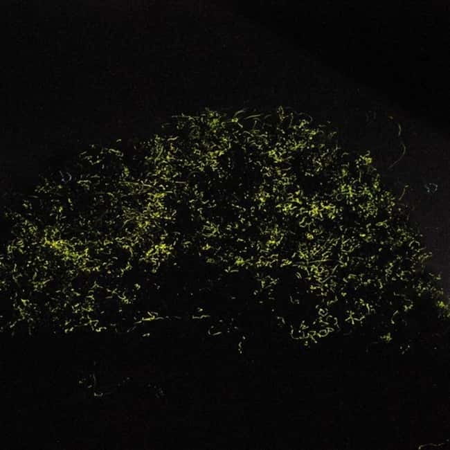 Bohol: Firefly Watching Shared Tour - Key points before you book