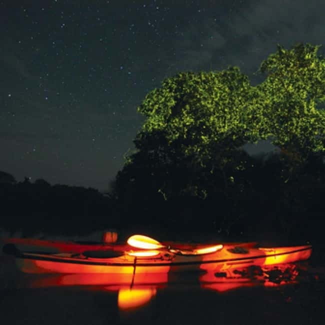 Bohol: Firefly Watching Shared Tour - Why Bohol’s fireflies are worth an evening