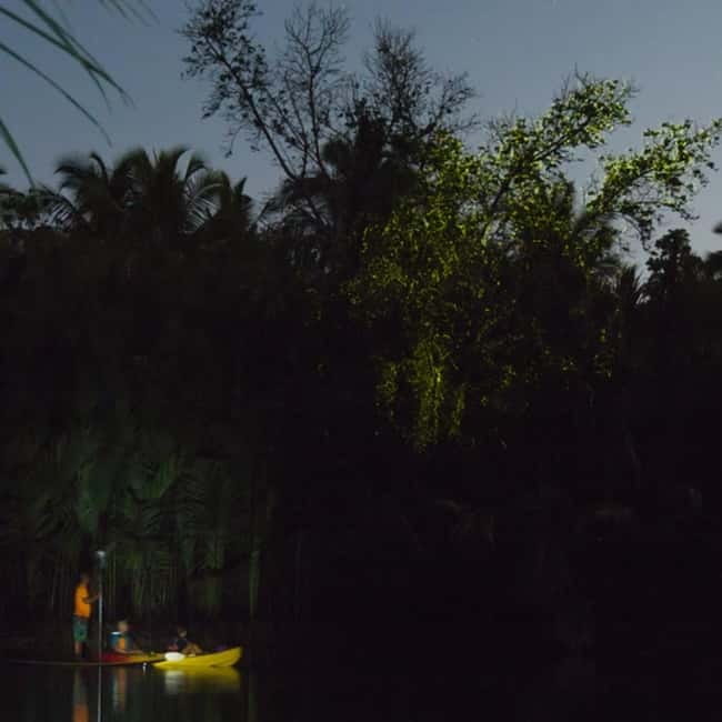 Bohol: Firefly Watching Shared Tour - From McDonald’s Alona Panglao to Loboc