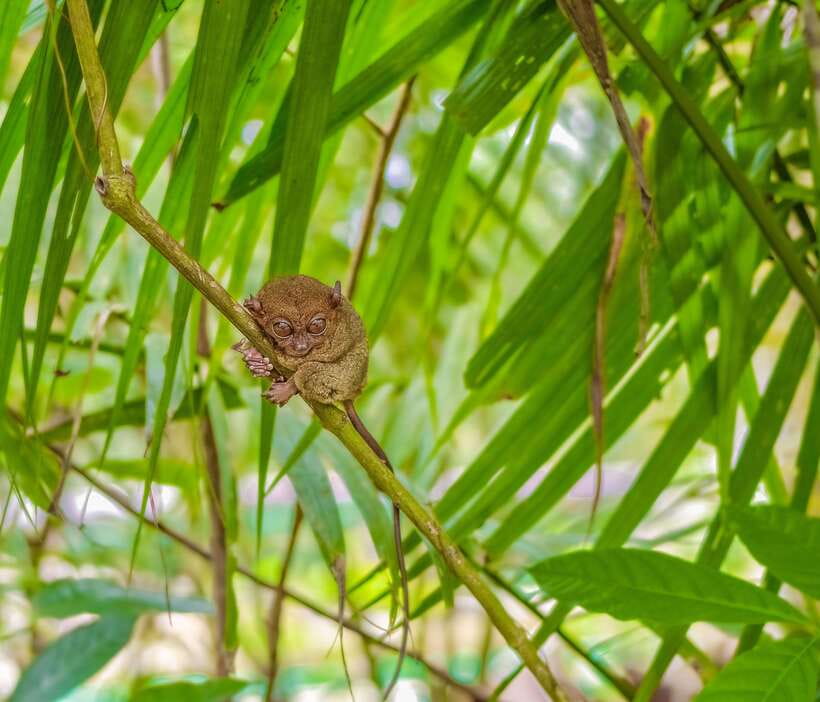 Bohol: Full Day Countryside Tour w Loboc River Lunch - Tarsiers Require Quiet Attention