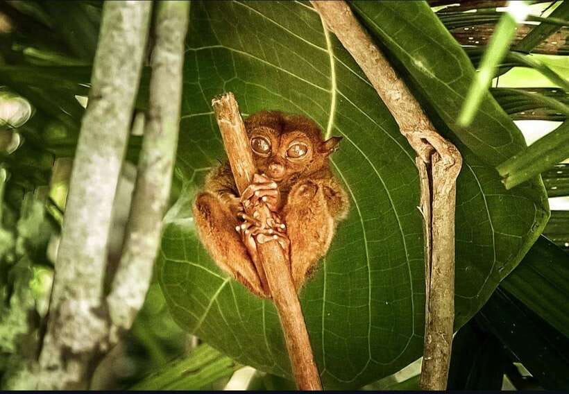 Bohol: Guided Chocolate Hills & Tarsiers Tour - Guides, drivers, and the feel of the group