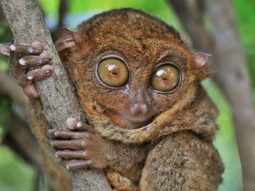 Bohol: Guided Chocolate Hills & Tarsiers Tour - What the price really gets you