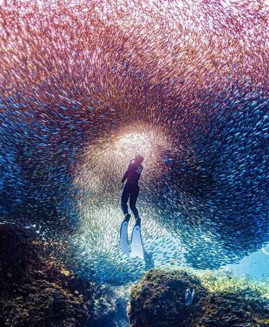 Bohol: Guided Sardine Reef Snorkeling Experience - Watching the Sardine School Move