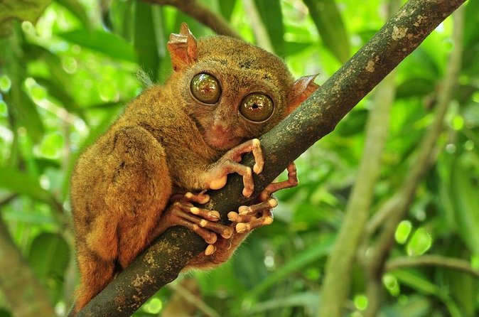 Bohol Highlights Tour: Chocolate Hills, Tarsier Spotting and Loboc River Cruise - Lunch on the 50-minute Loboc River cruise