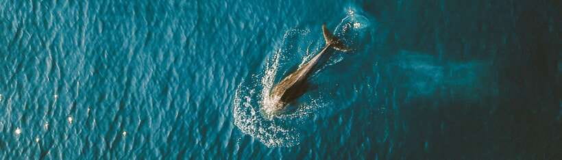 Bohol: Pamilacan Island Dolphin/Turtle Watching Tour & Lunch - Dolphin watching in the Bohol Sea