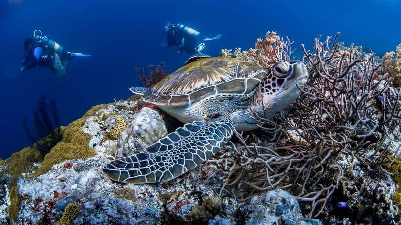 Bohol: Pamilacan Island Dolphin/Turtle Watching Tour & Lunch - What the $70 price includes