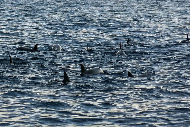Bohol: Pamilacan Island Dolphin & Whale Watching Tour - Key points to know before you go