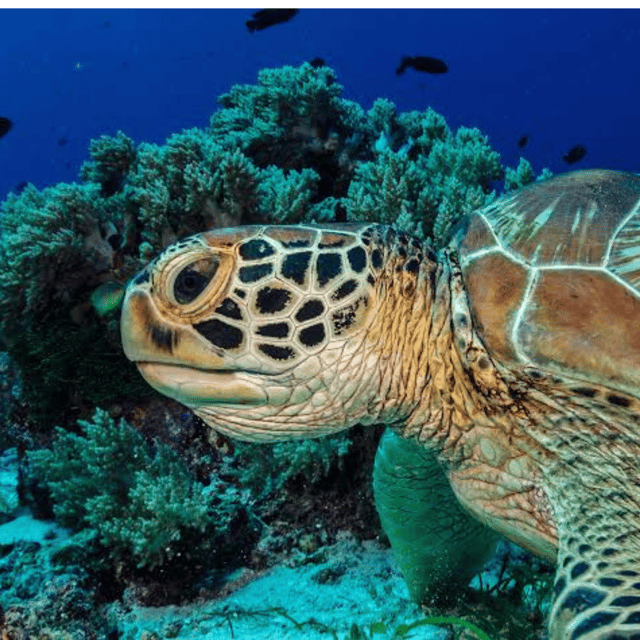 Bohol: Panglao Island Hopping Tour with Snorkeling (Private) - The mixed record of the experience