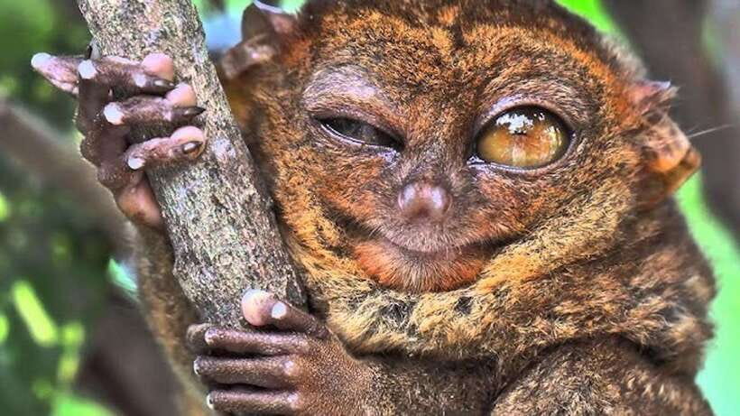Bohol: Premium Chocolate Hills, Tarsiers & River Experience - Meeting the tiny tarsiers