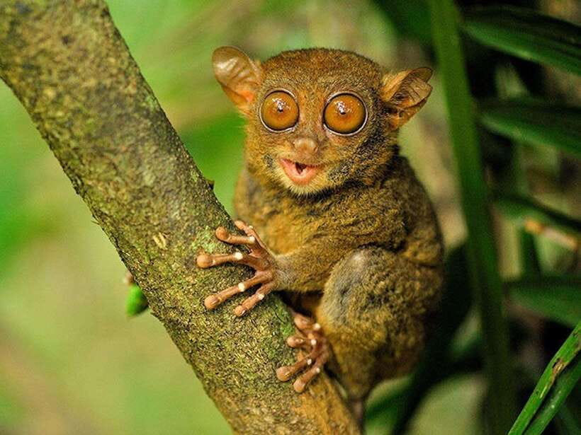 Bohol: Premium Chocolate Hills, Tarsiers & River Experience - Loboc River cruise and buffet lunch