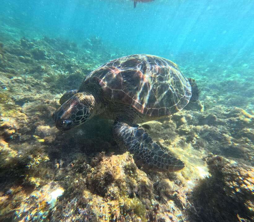 Bohol PREMIUM PAMILACAN Island Tour - Pamilacan’s White Sand and Slow Island Rhythm