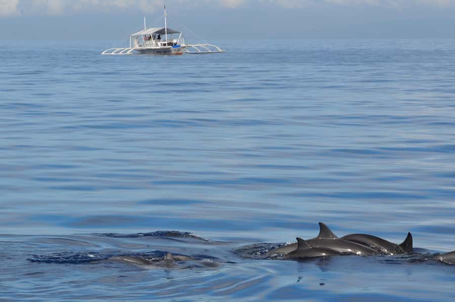Bohol: Private Balicasag Tour with extra snorkeling time - Virgin Island is currently off the schedule