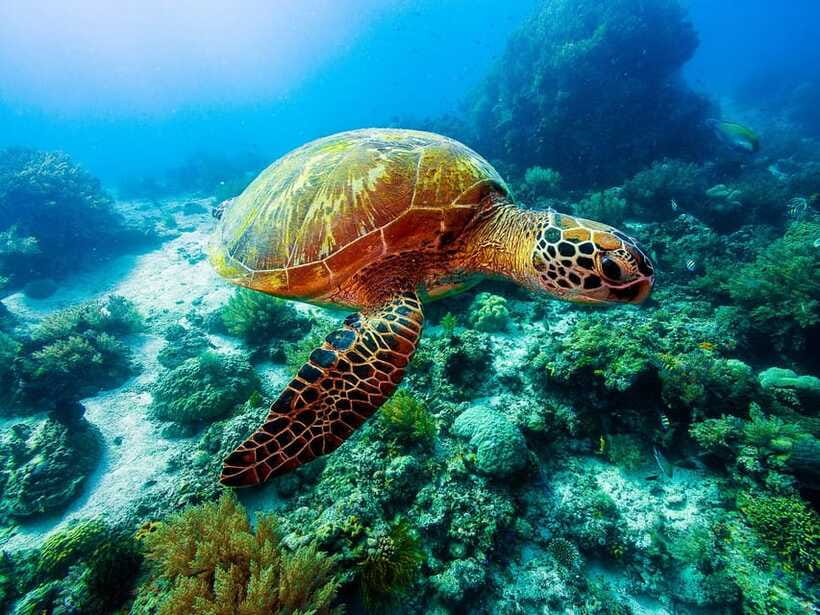 Bohol: Private Balicasag Tour with extra snorkeling time - Extra snorkeling time gives the private tour its value