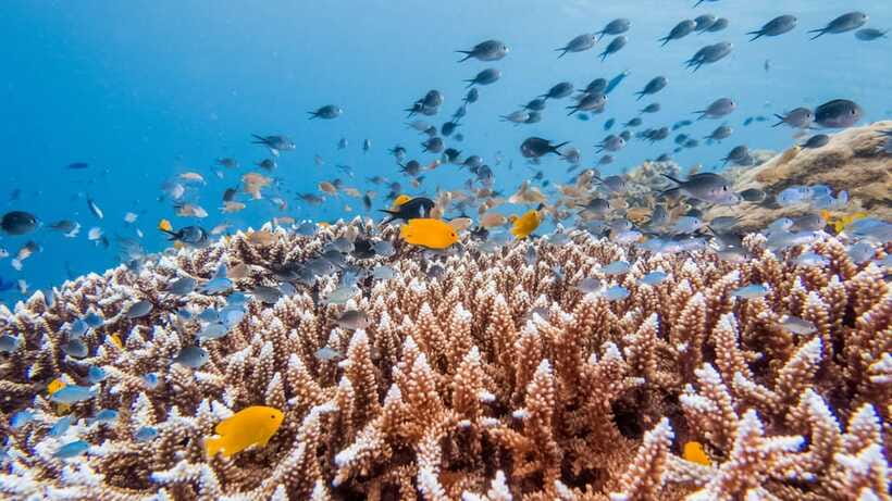 Bohol: Private Balicasag Tour with extra snorkeling time - Included gear and the simple food onboard