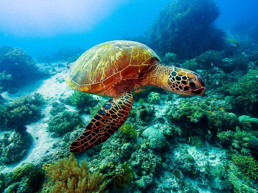 Bohol: Private Balicasag Tour with extra snorkeling time - The dawn dolphin search is an exciting but uncertain beginning
