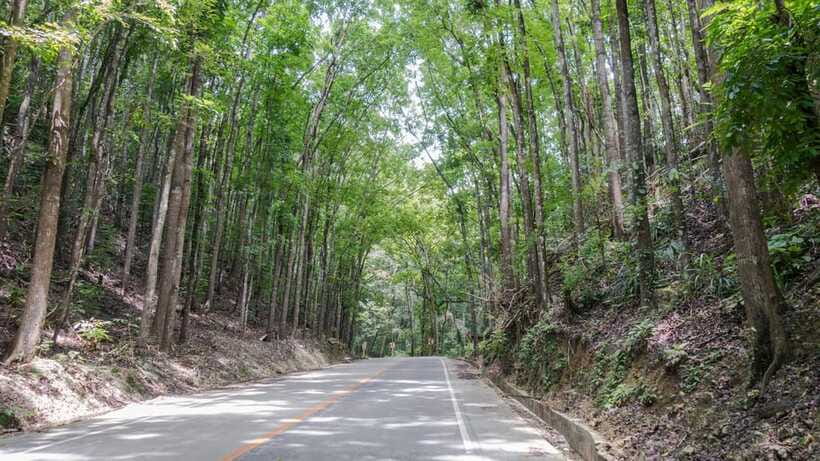 Bohol: Private Countryside Tour with Buffet Lunch - The Bilar Man-Made Forest photo stop
