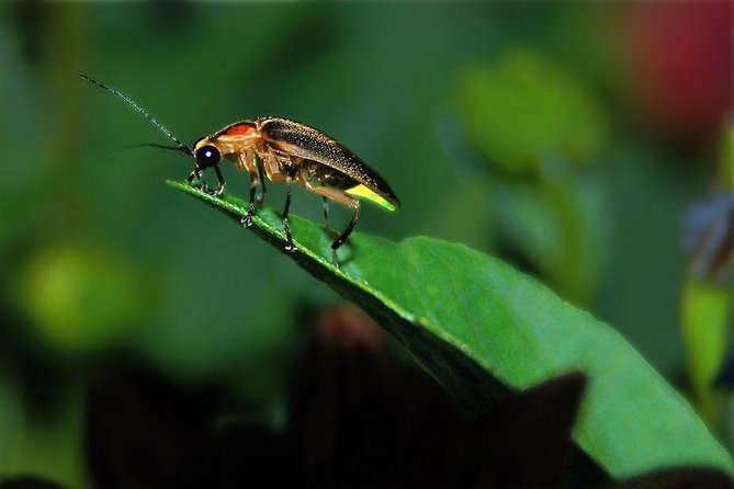 Bohol: Private Firefly Watching Cruise - Getting from your hotel to the boat dock