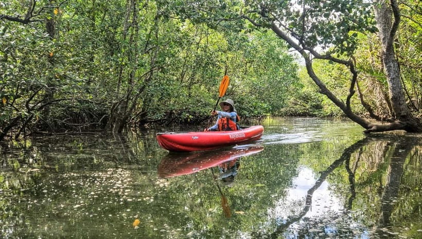 Bohol: SUSTAINABLE Mangrove Tunnels & Firefly Kayaking trail - Why the Abatan River is worth your evening