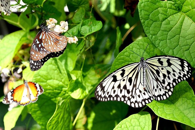 Bohol Tour with Bike Zip Adventure - Mahogany Forest and Bohol Habitat Conservation Center