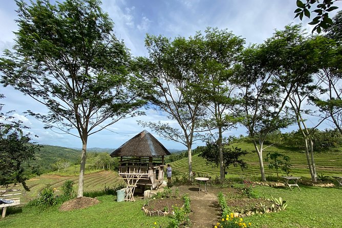 Can-umantad Falls and candijay rice terraces Eco Tour - Cadapdapan rice terraces and the farming country
