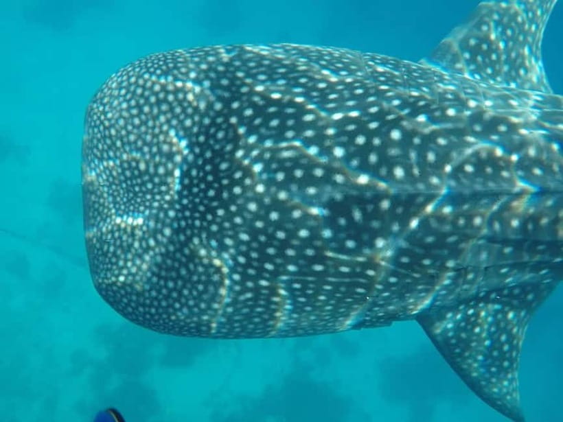 Cebu: 2-Day Private Tour Moalboal and Oslob - Key points to know before booking