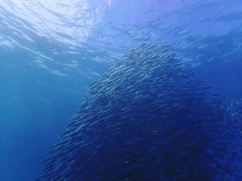 Cebu: 2-Day Private Tour Moalboal and Oslob - Why two days works for Southern Cebu