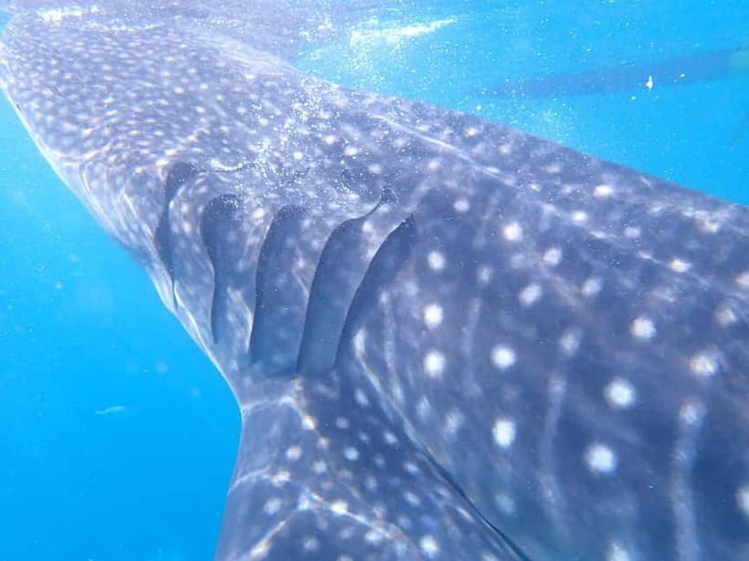 Cebu: 2-Day Private Tour Moalboal and Oslob - Optional stops can change the feel of day two