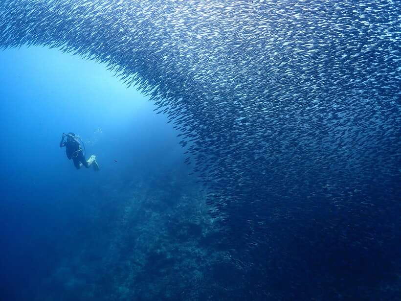 Cebu: Beach Scuba Diving Experience - Timing, flights, and health rules