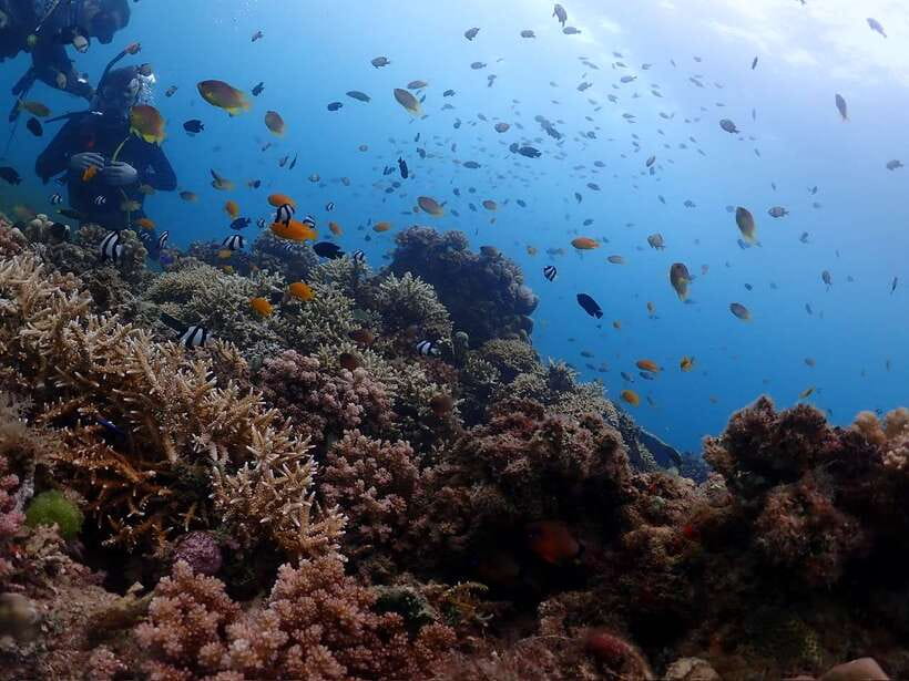 Cebu: Beach Scuba Diving Experience - Who will get the most from this activity