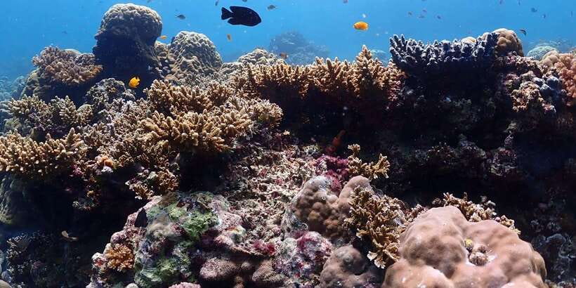 Cebu: Boat Diving Two Dive Tour in Olango Island - Who will enjoy this Olango Island outing?