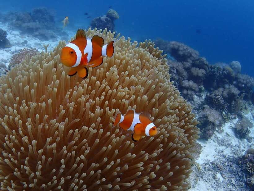 Cebu: Boat Diving Two Dive Tour in Olango Island - What the two underwater sessions are like