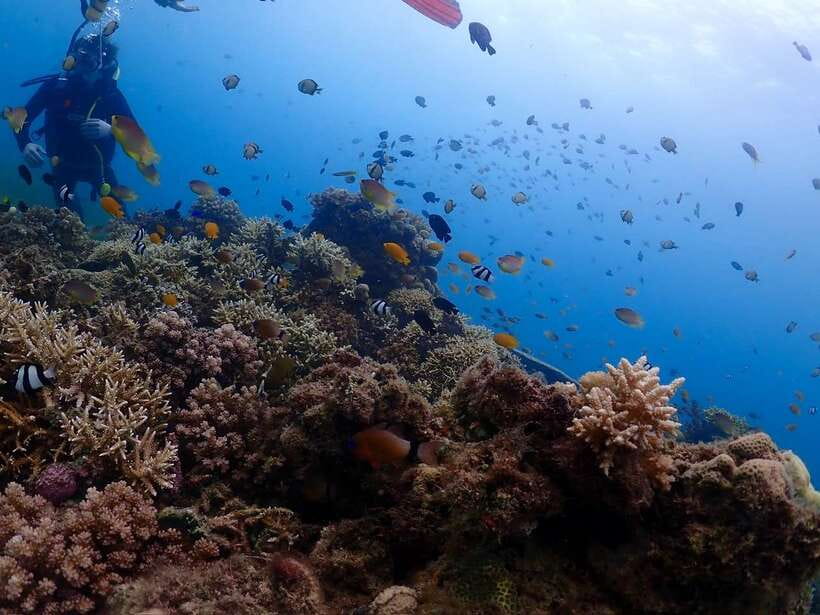 Cebu: Boat Diving Two Dive Tour in Olango Island - Why the small group matters