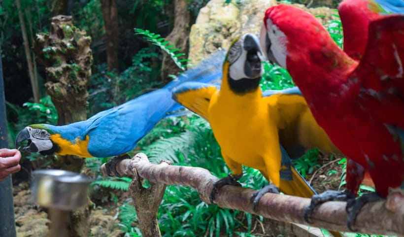Cebu:Cebu Safari Adventure Park Day Trip - Key points to know before booking