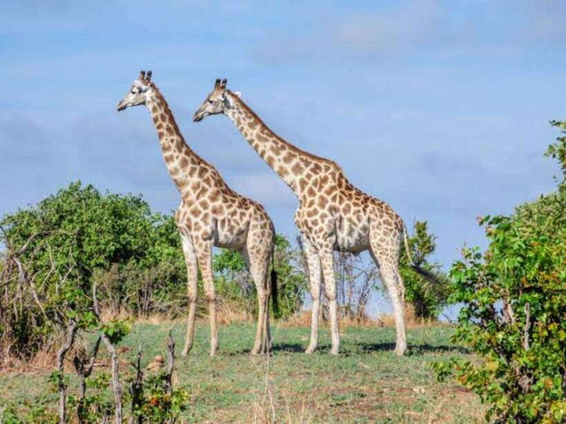 Cebu:Cebu Safari Adventure Park Day Trip - Who will enjoy this day most?