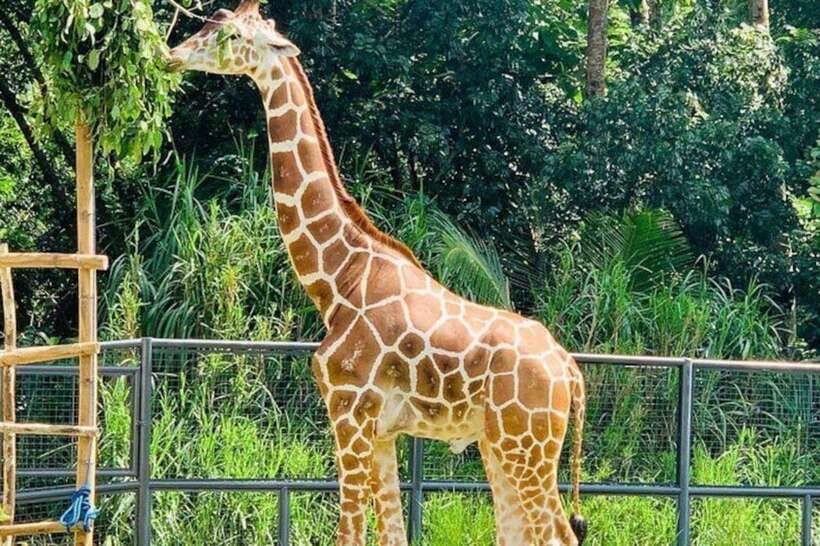 Cebu:Cebu Safari Adventure Park Day Trip - A safari-style day in the Cebu hills