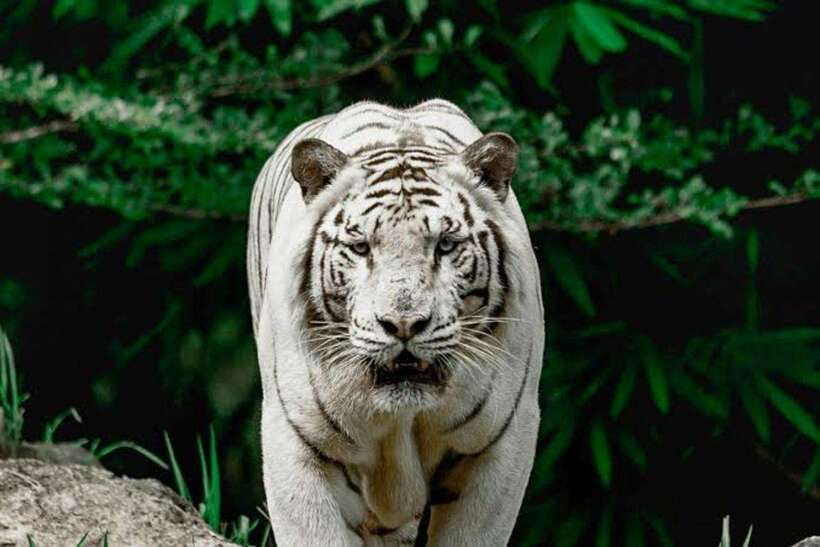 Cebu:Cebu Safari Adventure Park Day Trip - Six hours among animals and exhibits
