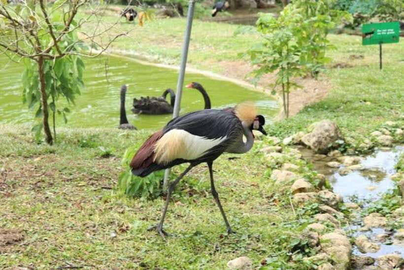 Cebu:Cebu Safari Adventure Park Day Trip - Animal encounters and feeding sessions