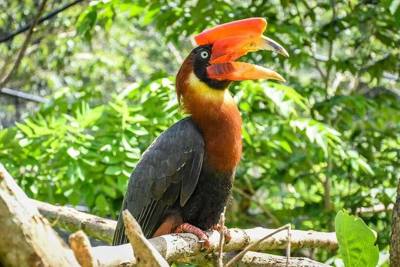 Cebu:Cebu Safari Adventure Park Day Trip - Shows with fixed times, not all-day access