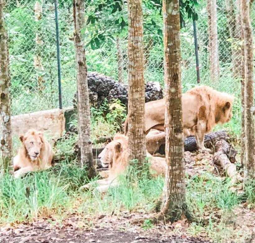 Cebu:Cebu Safari Adventure Park Day Trip - Food, shopping, and useful pauses