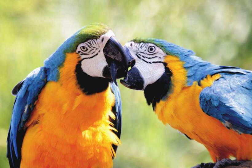 Cebu:Cebu Safari Adventure Park Day Trip - Is $97 per person a fair price?