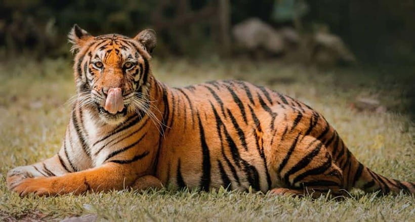Cebu:Cebu Safari Adventure Park Day Trip - Leaving your hotel and heading inland