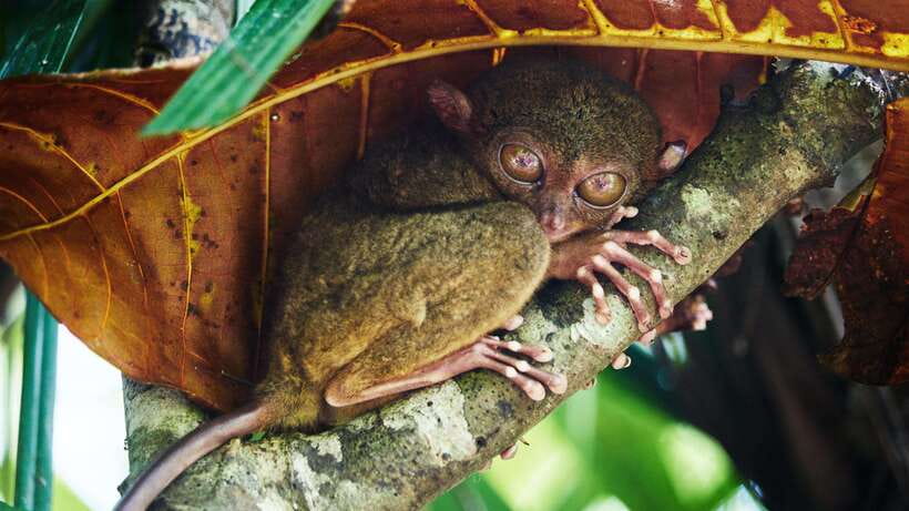 Cebu City: Bohol Countryside Tour with Loboc Cruise Lunch - Five things to know before booking