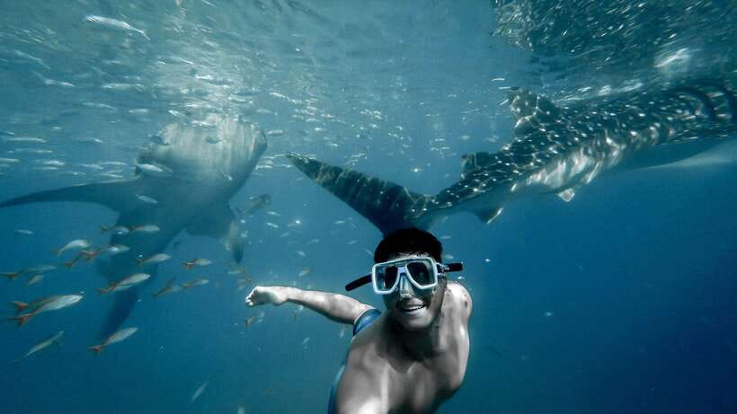 Cebu City: Whale Shark Swimming & Kawasan Falls Canyoneering - The essential facts before you book