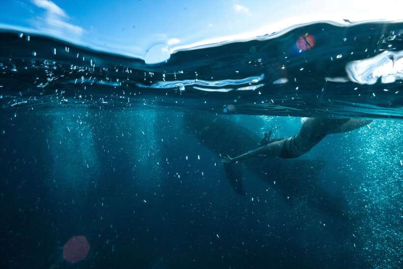 Cebu City: Whale Shark Swimming & Kawasan Falls Canyoneering - A 2:00 AM start and a long road south