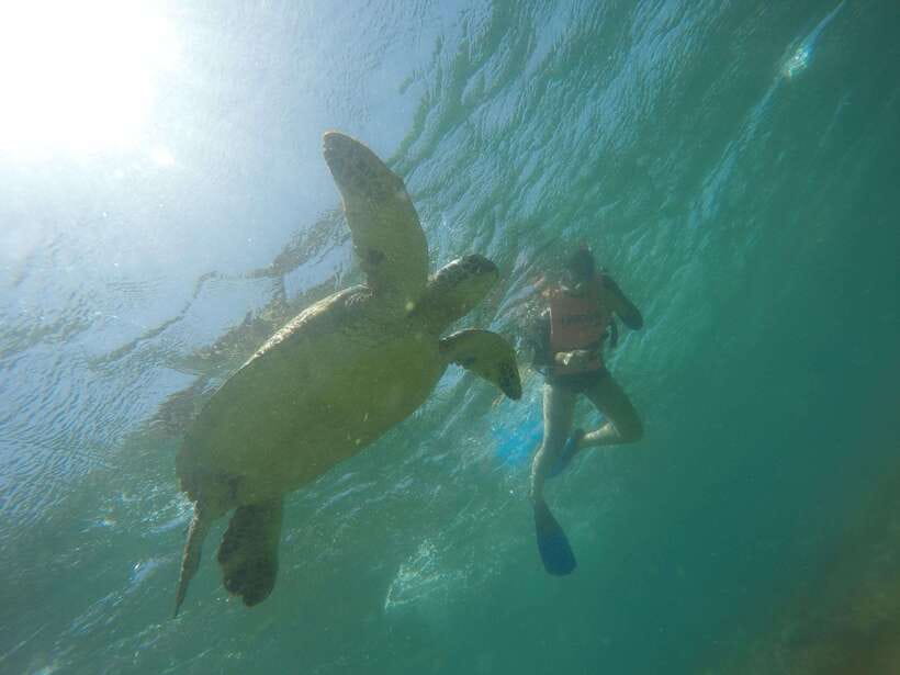 Cebu: Kawasan Canyoneering & Sardines Run and Turtle Chase - Leaving Cebu early for Moalboal