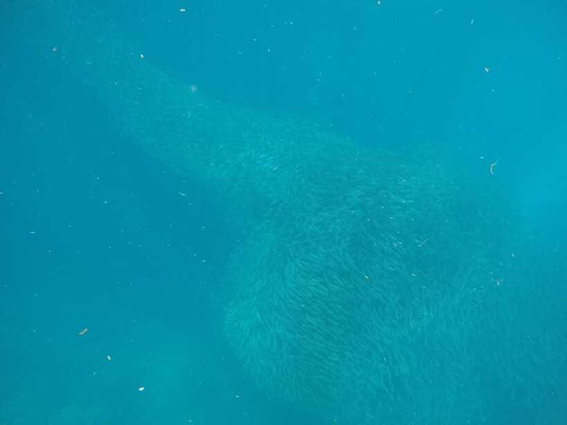 Cebu: Kawasan Canyoneering & Sardines Run and Turtle Chase - What the $90 price really covers