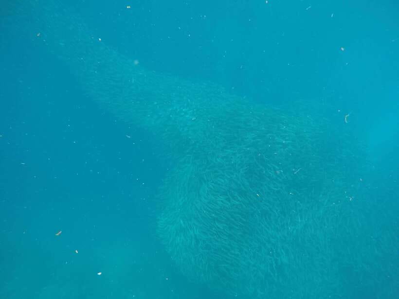 Cebu: Kawasan Canyoneering & Sardines Run and Turtle Chase - Swimming through Moalboal’s sardine cloud