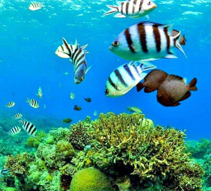Cebu: Mactan Island Hopping Boat Tour with Lunch - Key points to know before booking